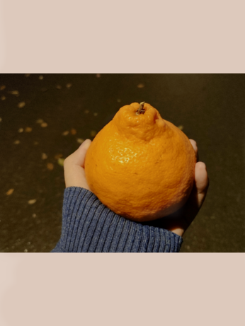 今夜丑橘